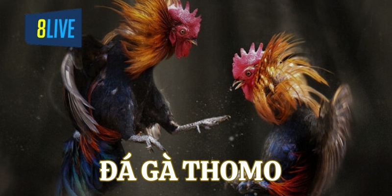 Đá Gà Thomo - Kèo Đá Gà Gay Cấn Hấp Dẫn Nhất Tại 8LIVE